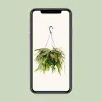 Rhipsalis Red Coral | Trailing Houseplant u00d817 cm, 25 cm Tall