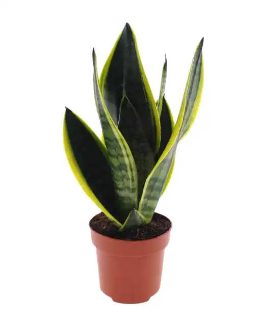 Sansevieria Futura Superba (Dracaena trifasciata) 12 cm pot, 30 cm