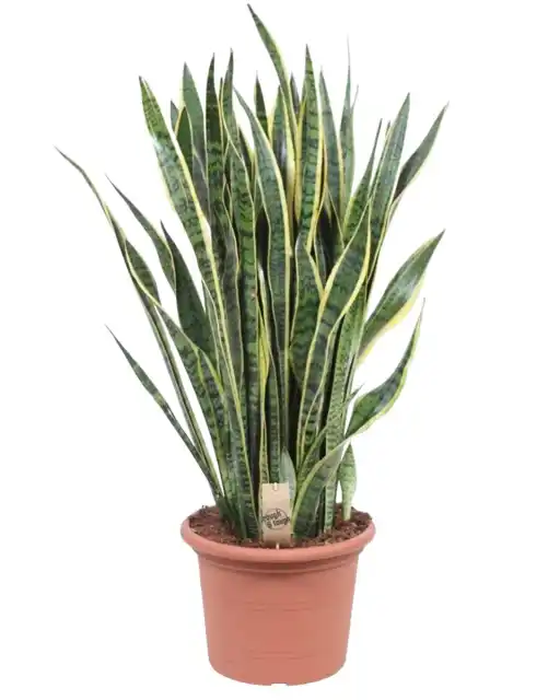 Sansevieria Laurentii (Dracaena trifasciata) 100 cm, 35 cm pot
