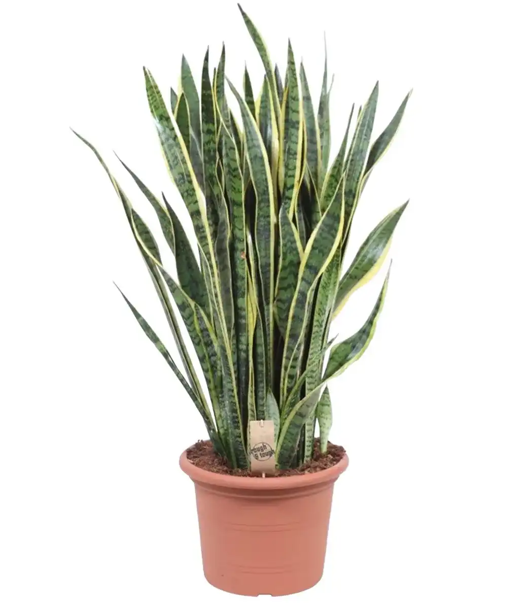 Sansevieria Laurentii (Dracaena trifasciata) 100 cm, 35 cm pot