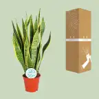 Sansevieria trifasciata Laurentii Snake Plant, u00d814 cm, 50 cm