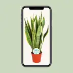 Sansevieria trifasciata Laurentii Snake Plant, u00d814 cm, 50 cm