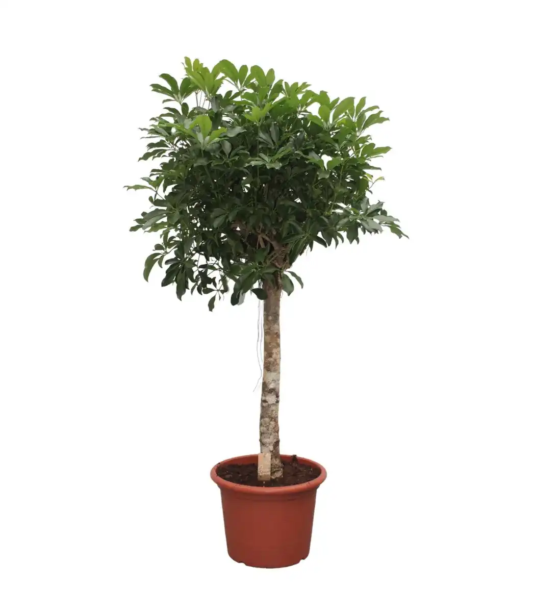 Schefflera arboricola Compacta Plant u2013 180 cm, u00d835 cm Pot