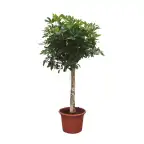 Schefflera arboricola Compacta Plant u2013 180 cm, u00d835 cm Pot