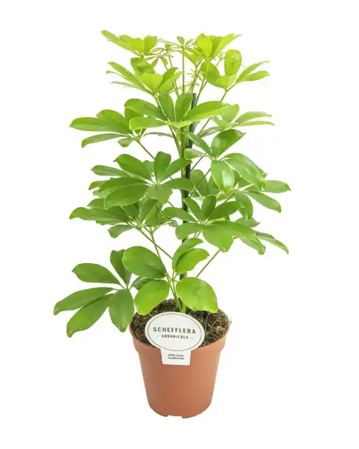 Schefflera Nora (Schefflera arboricola) u2013 pot u00d813 cm, 45 cm