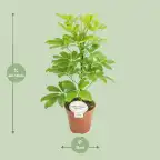 Schefflera Nora (Schefflera arboricola) u2013 pot u00d813 cm, 45 cm