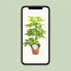 Schefflera Nora (Schefflera arboricola) u2013 pot u00d813 cm, 45 cm