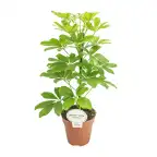 Schefflera Nora (Schefflera arboricola) u2013 pot u00d813 cm, 45 cm
