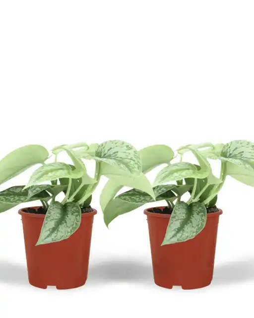 Scindapsus Pictus Trebie (Epipremnum) u2013 2 plants, 12 cm pot, 15 cm