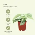 Scindapsus Pictus Trebie (Epipremnum) u2013 2 plants, 12 cm pot, 15 cm