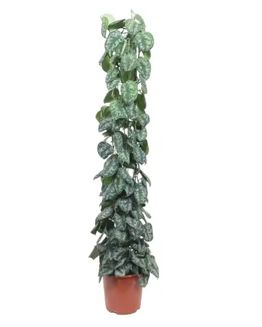 Scindapsus pictus 'Trebie' on trellis - 160 cm, pot u00d827