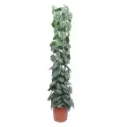 Scindapsus pictus 'Trebie' on trellis - 160 cm, pot u00d827