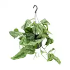 Scindapsus pictus 'Trebie' u2013 Silver Variegated Trailing Plant u00d815 cm