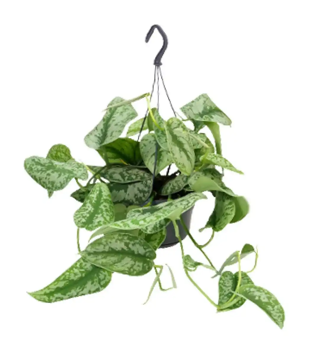 Scindapsus pictus 'Trebie' u2013 Silver Variegated Trailing Plant u00d815 cm