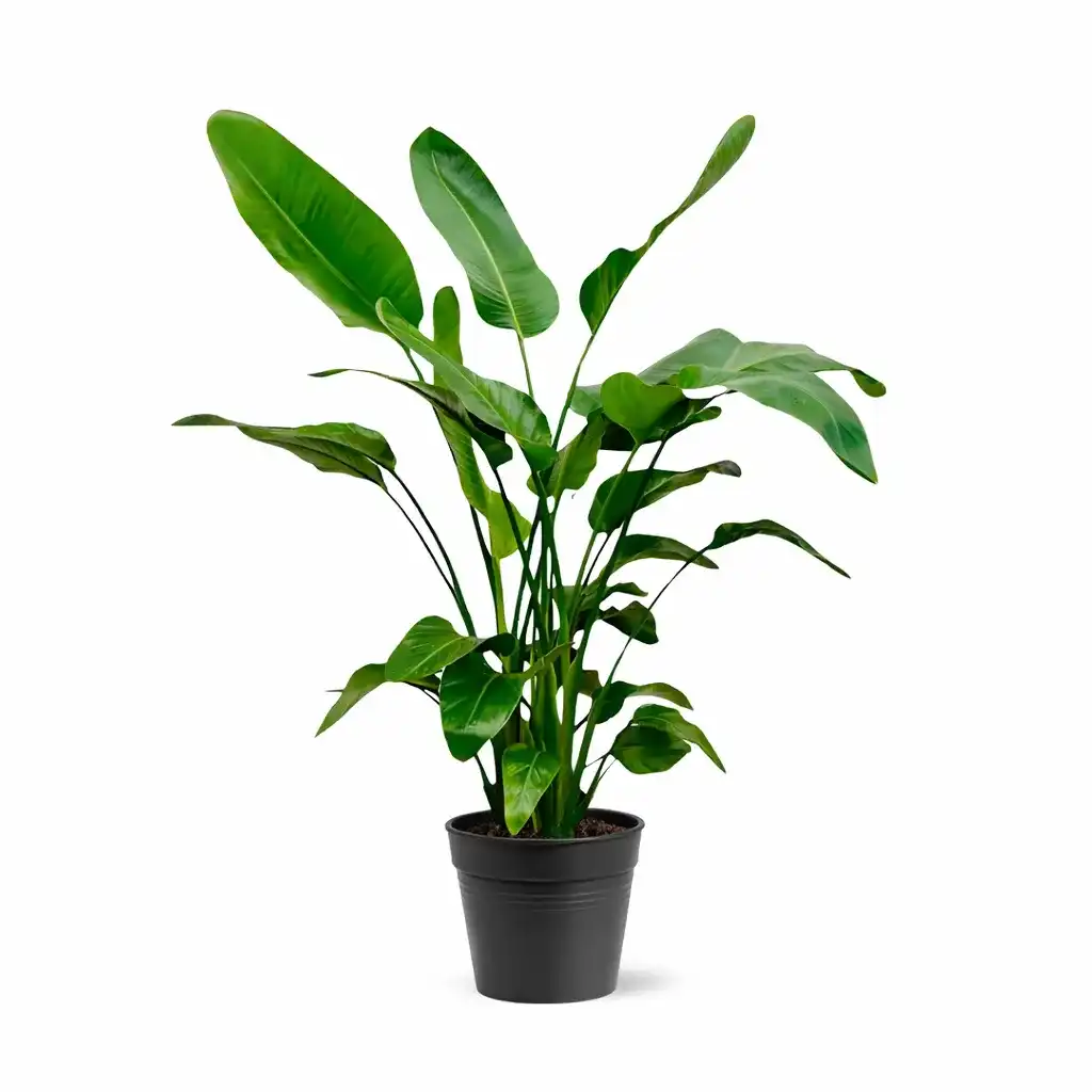 Strelitzia Nicolai 140-150 cm, pot u00d824 cm, White Bird of Paradise