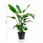 Strelitzia Nicolai 140-150 cm, pot u00d824 cm, White Bird of Paradise