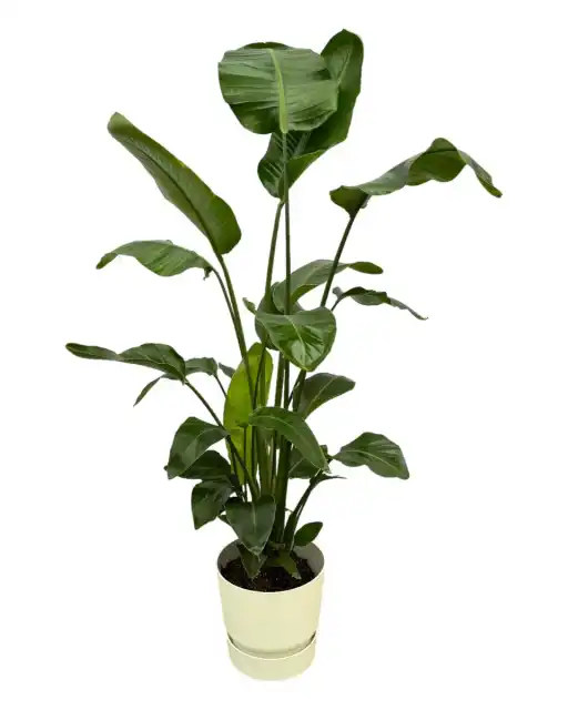 Strelitzia nicolai 160 cm with elho Greenville Round pot, u00d830