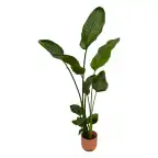 Strelitzia nicolai with elho Vibes Fold pot pink u2013 100 cm, u00d818