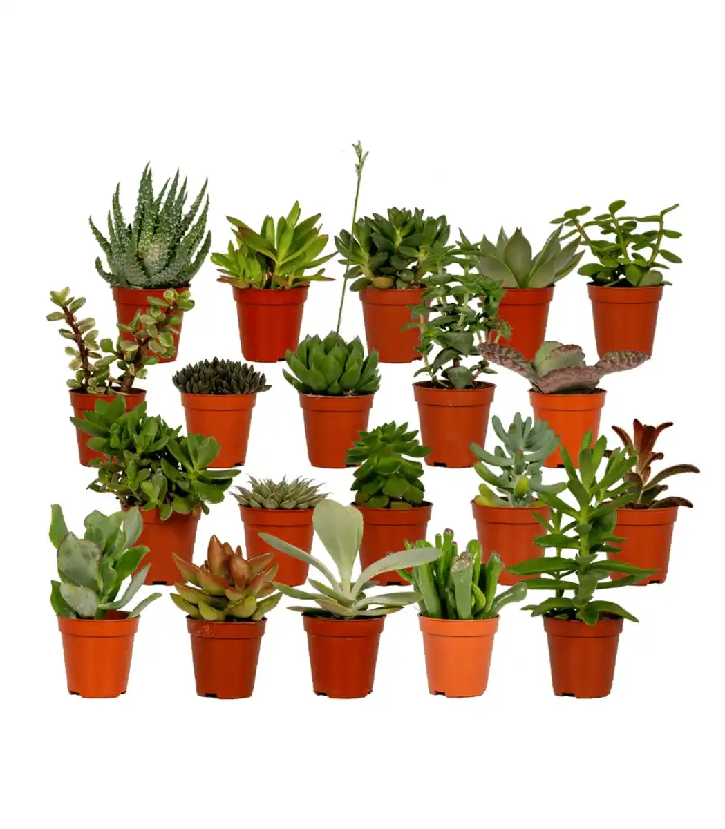 Succulent Mix 20 Plants u00d85.5 cm, 7 cm Tall | Aloe Vera
