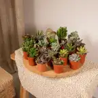 Succulent Mix 20 Plants u00d85.5 cm, 7 cm Tall | Aloe Vera