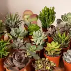 Succulent Mix 20 Plants u00d85.5 cm, 7 cm Tall | Aloe Vera