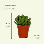 Succulent Mix 20 Plants u00d85.5 cm, 7 cm Tall | Aloe Vera